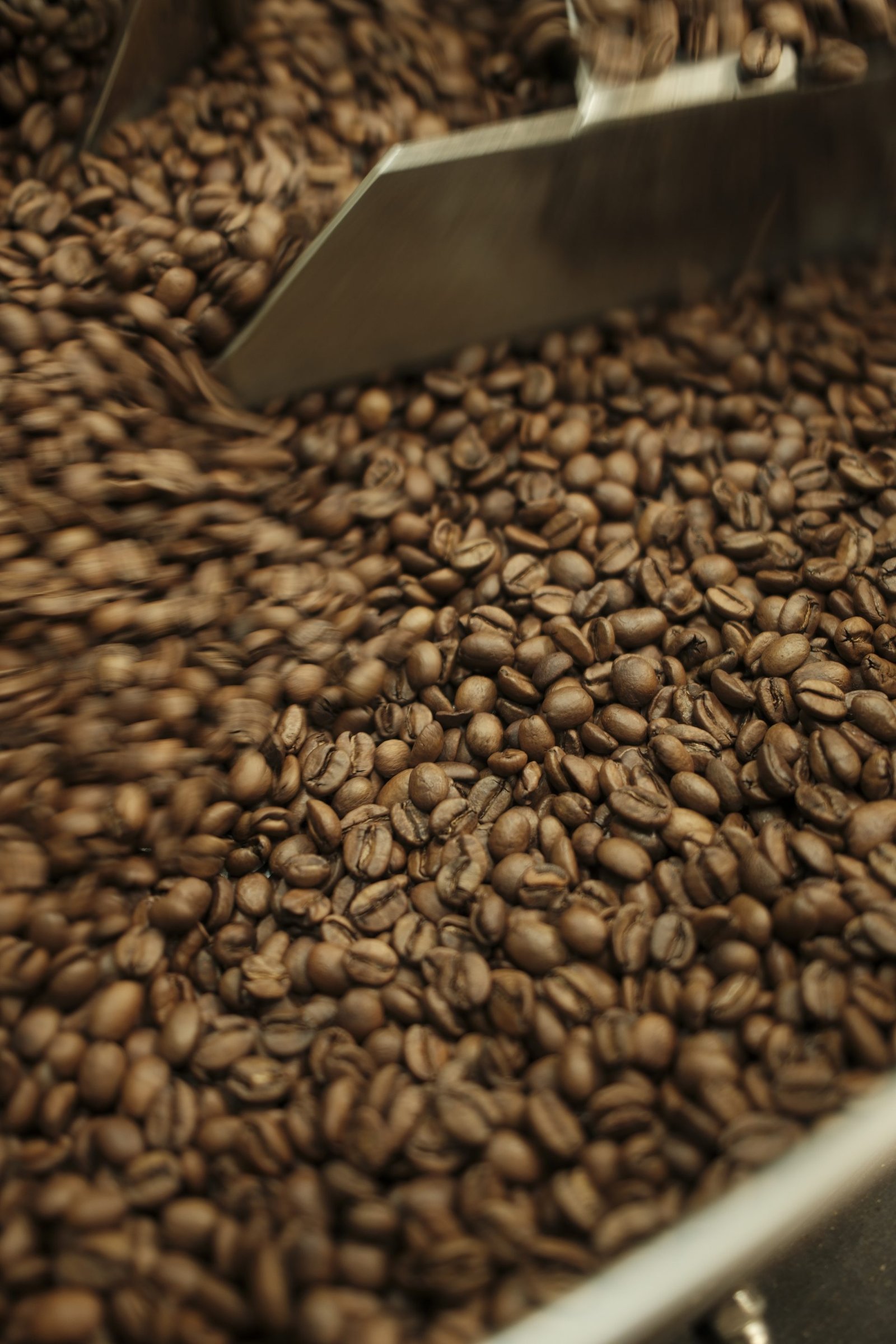 Granos de café recién tostados
